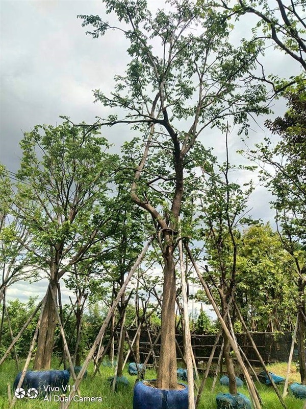 โมกมัน | สวนรุ่งเรือง  ไม้ล้อม -  ปทุมธานี