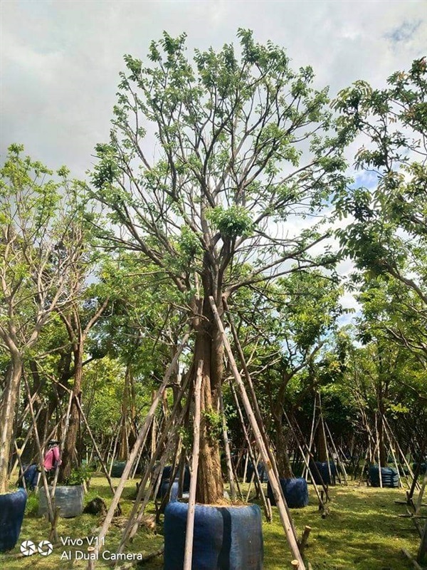 ต้นโมกมัน หน้า15" | สวนรุ่งเรือง  ไม้ล้อม -  ปทุมธานี