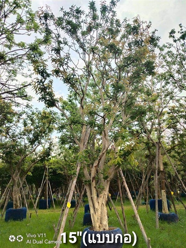 ต้นตะแบก | สวนรุ่งเรือง  ไม้ล้อม -  ปทุมธานี