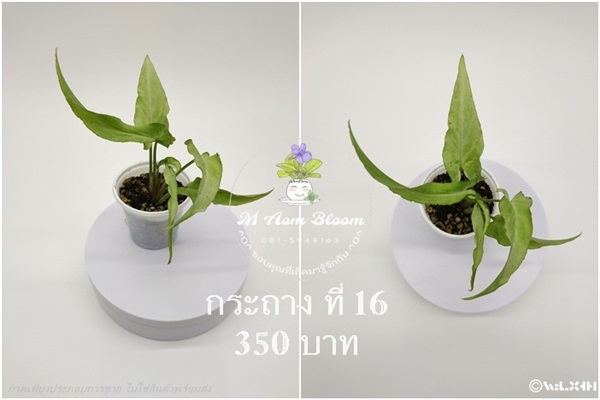 syngonium podophyllum silver fox | MAomblooms - แม่เมาะ ลำปาง