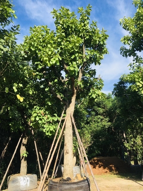 ต้นกระโดน | สวนพี&เอ็มเจริญทรัพย์พันธ์ุไม้ - แก่งคอย สระบุรี