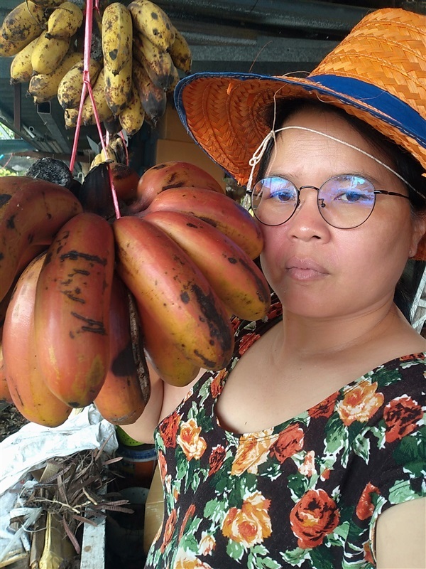 กล้วยนาก | เมล็ดพันธุ์ดี เกษตรวิถีไทย - เมืองระยอง ระยอง