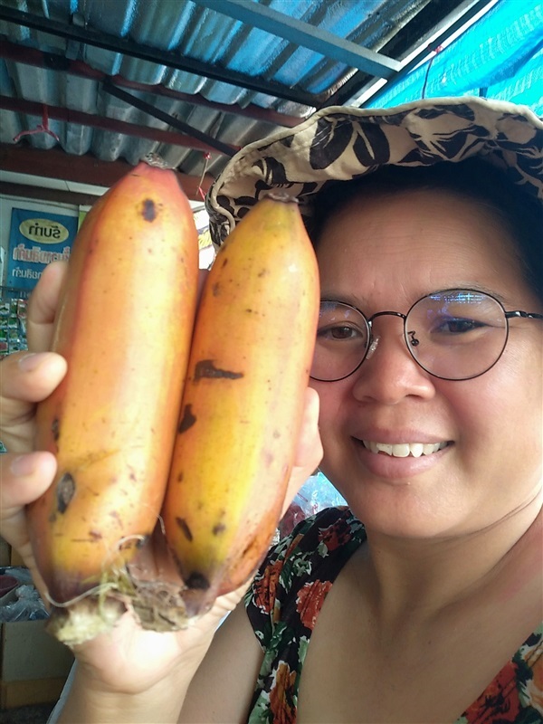 กล้วยนากยักษ์ทองผาภูมิ | เมล็ดพันธุ์ดี เกษตรวิถีไทย - เมืองระยอง ระยอง