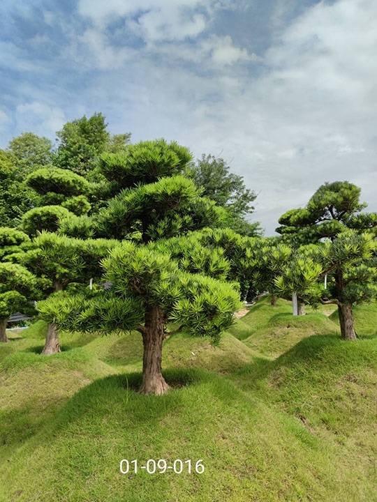 สนใบพายญี่ปุ่นทรงลีลา | สวนพรศิริ การ์เด้น คลอง12 - ธัญบุรี ปทุมธานี