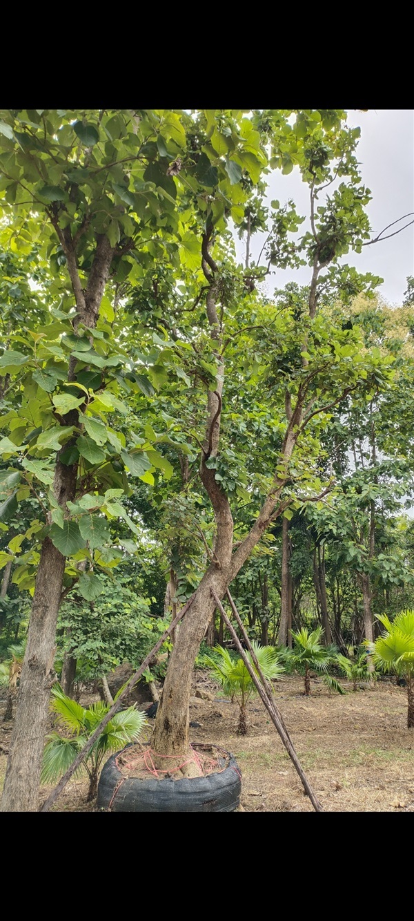 ต้นทองกวาว เชียงใหม | สวนแสนปัญญา1 - แม่ออน เชียงใหม่