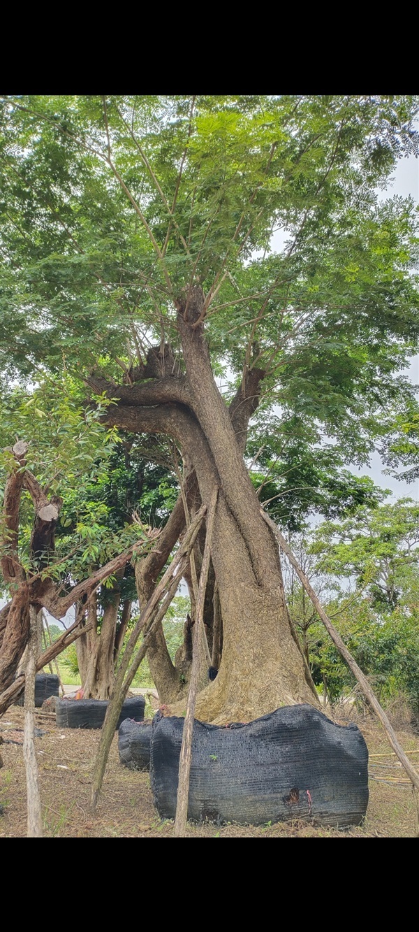 ต้นจามจุรี เชียงใหม่  | สวนแสนปัญญา1 - แม่ออน เชียงใหม่