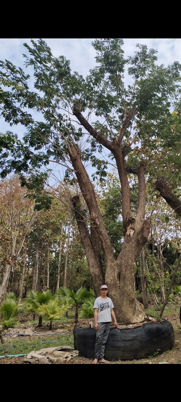 ต้นจามจุรี เชียงใหม่  | สวนแสนปัญญา1 - แม่ออน เชียงใหม่