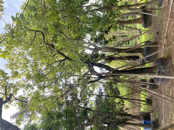ต้นจิกน้ำ | สวนต้นอ้อ พันธุ์ไม้ - แก่งคอย สระบุรี