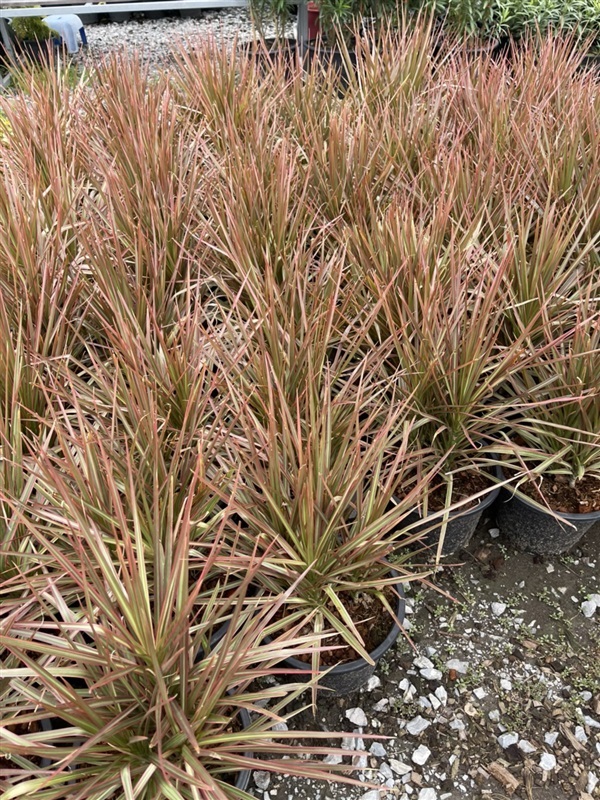 เข็มสามสี | สวนสุขโขไม้ดอกไม้ประดับ - ประจันตคาม ปราจีนบุรี