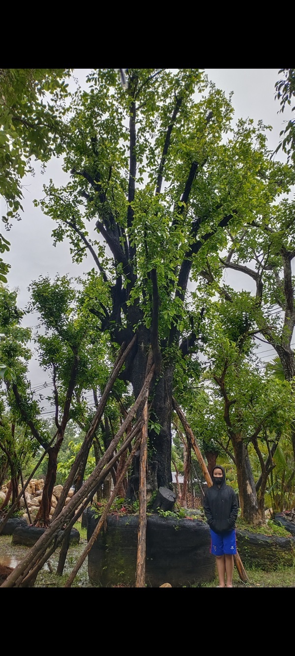 ต้นตะโก เชียงใหม่ | สวนแสนปัญญา1 - แม่ออน เชียงใหม่