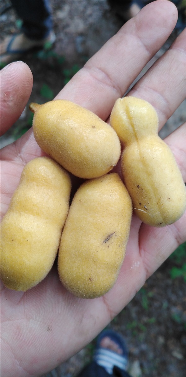 ก้นครก กล้วยเต่า | เมล็ดพันธุ์ดี เกษตรวิถีไทย - เมืองระยอง ระยอง