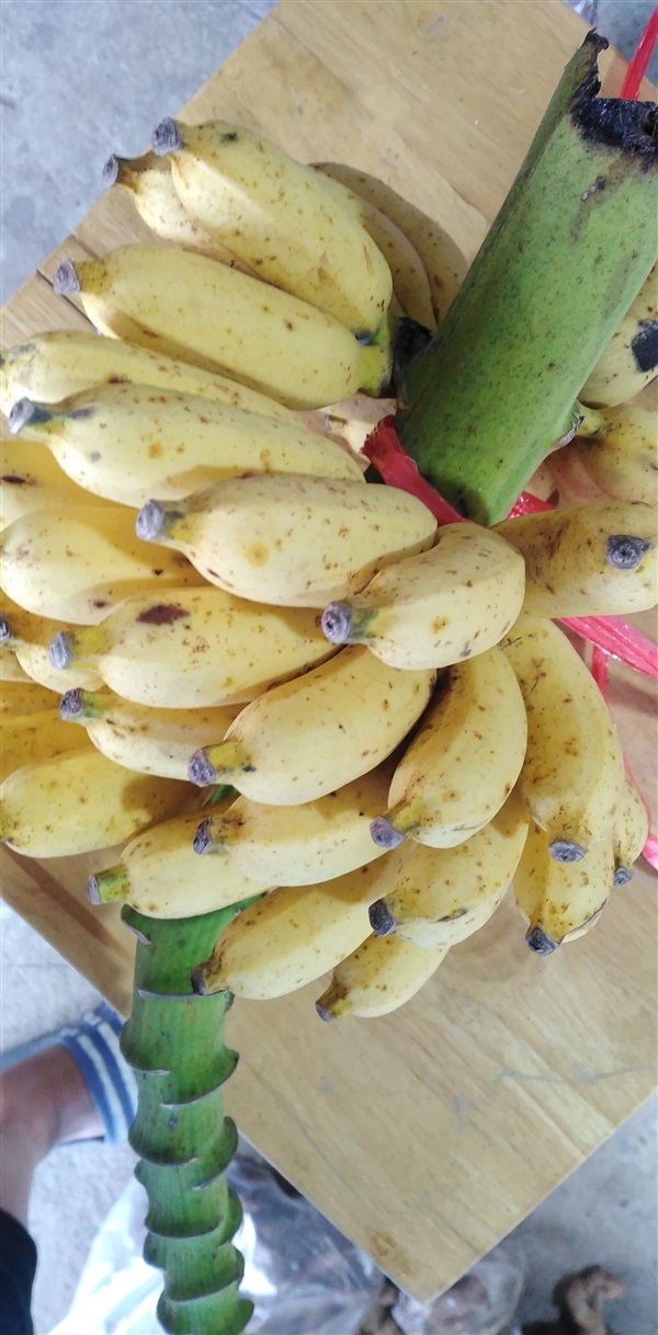 กล้วยป่า | เมล็ดพันธุ์ดี เกษตรวิถีไทย - เมืองระยอง ระยอง