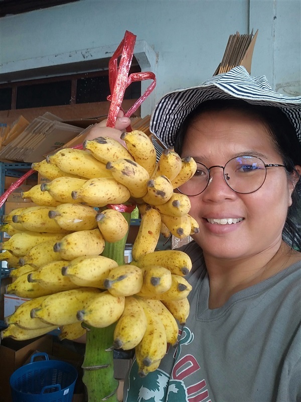 กล้วยป่า | เมล็ดพันธุ์ดี เกษตรวิถีไทย - เมืองระยอง ระยอง