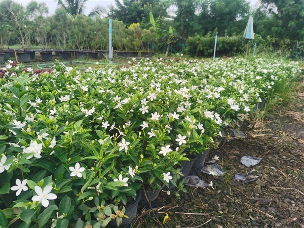 พุดพิชญา ดอกเล็ก กระถาง 6 นิ้ว พุ่มแน่น สูง 20-30 cm  | เฌอ-สถาน - บางใหญ่ นนทบุรี