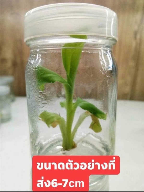 กล้วยเพาะเนื้อแดงอินโด ต้นละ4,500 | สายทองพืชสมุนไพร - บางพลี สมุทรปราการ