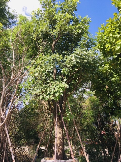 ต้นทองกวาว | สวนพี&เอ็มเจริญทรัพย์พันธ์ุไม้ - แก่งคอย สระบุรี