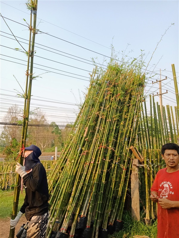 ต้นไผ่เลี้ยง | wannisa_par - เมืองปราจีนบุรี ปราจีนบุรี