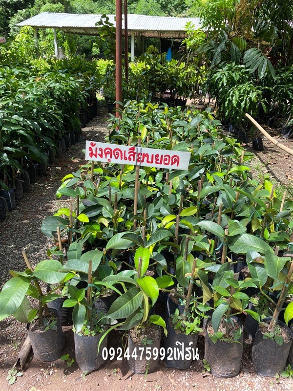 มังคุดเสียบยอด | สวนซ้อเฟิร์นพันธุ์ไม้ปราจีนบุรี -  ปราจีนบุรี