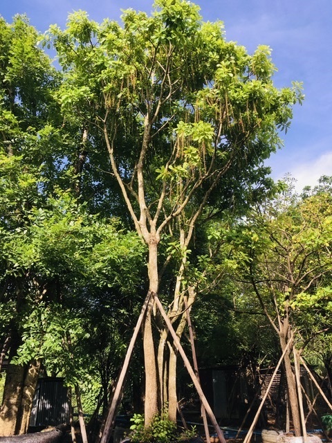 ต้นจิกน้ำ | สวนพี&เอ็มเจริญทรัพย์พันธ์ุไม้ - แก่งคอย สระบุรี