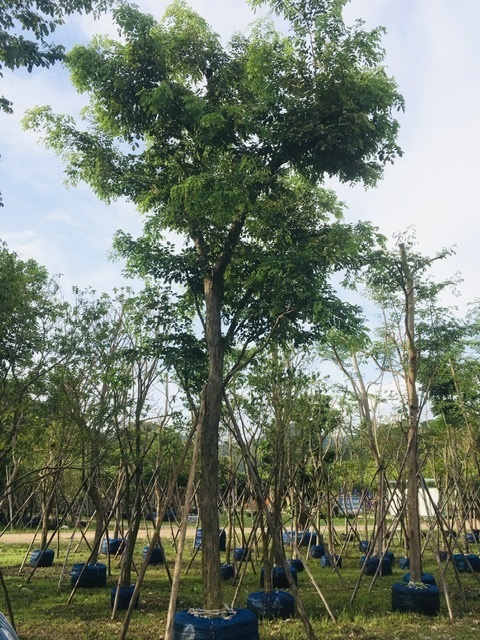 ต้นพยุง | สวนพี&เอ็มเจริญทรัพย์พันธ์ุไม้ - แก่งคอย สระบุรี