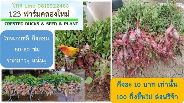 ไทรเกาหลี | 123ฟาร์มคลองใหม่ - สามพราน นครปฐม