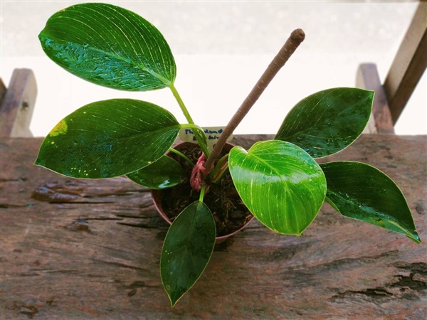 ฟิโลเดนดรอน เบอร์กิน (Philodendron Birkin) | เรืองกิจ - เมืองนนทบุรี นนทบุรี