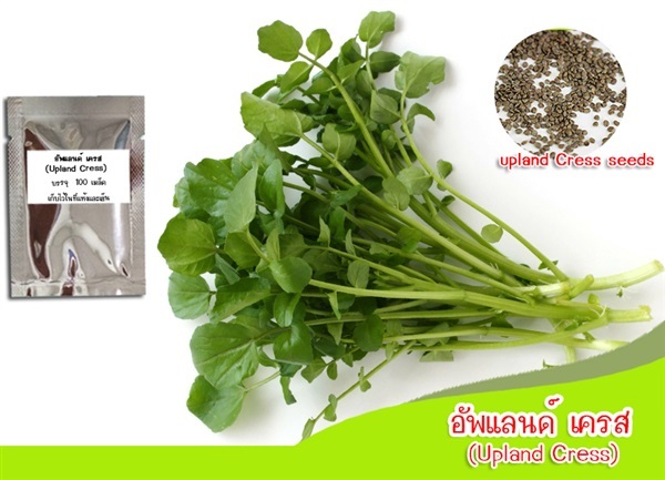 อัพแลนด์เครส (upland cress) อเมริกันเครส