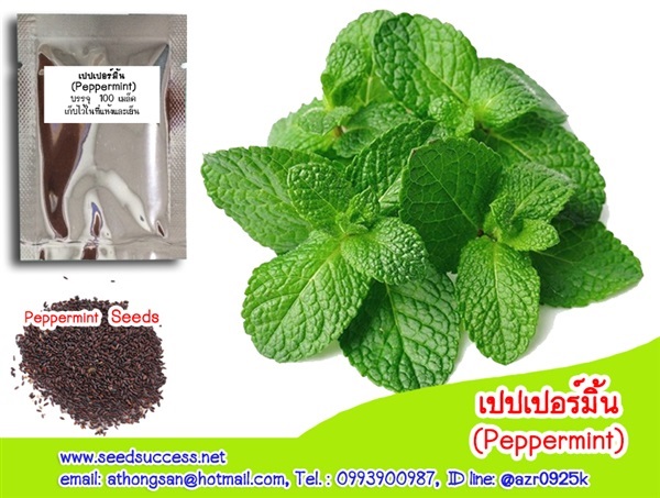 เปปเปอร์มินท์ (Peppermint) | seedsuccess (ซีดซักเซส) - เขื่องใน อุบลราชธานี