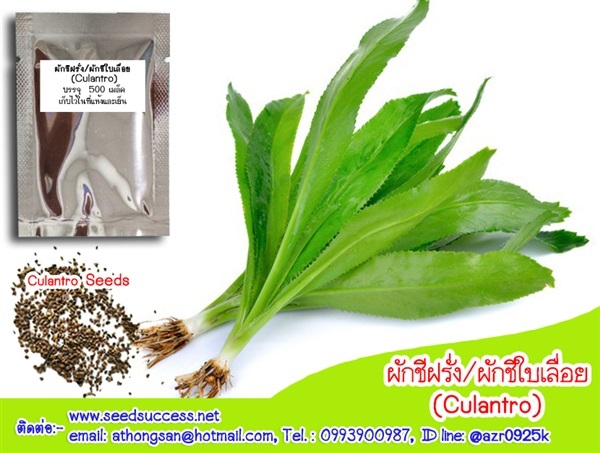 ผักชีฝรั่ง (Culantro) ผักหอมเป ผักชีใบเลื่อย | seedsuccess (ซีดซักเซส) - เขื่องใน อุบลราชธานี