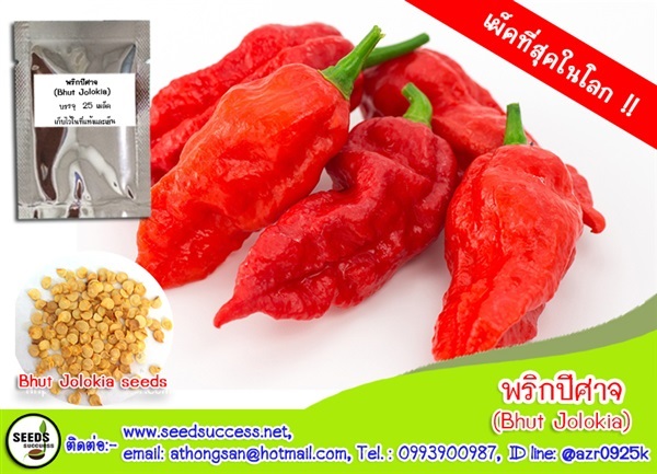 พริกปีศาจ (Bhut Jolokia) พริกเผ็ดที่สุดในโลก | seedsuccess (ซีดซักเซส) - เขื่องใน อุบลราชธานี