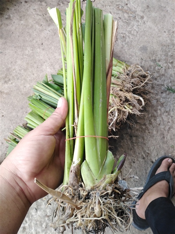 สาคูขาว | เมล็ดพันธุ์ดี เกษตรวิถีไทย - เมืองระยอง ระยอง