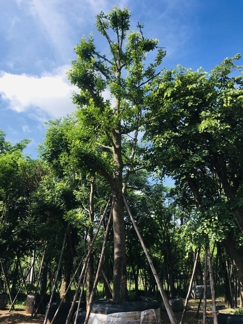 ต้นมั่งมี | สวนพี&เอ็มเจริญทรัพย์พันธ์ุไม้ - แก่งคอย สระบุรี