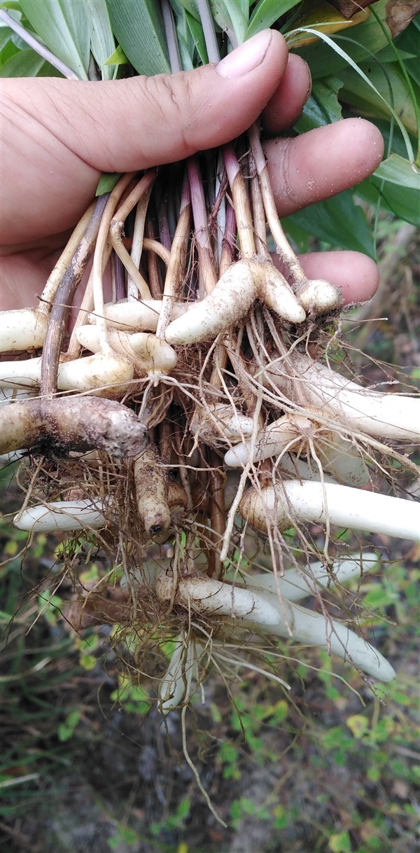 หัวพันธุ์ดองดึง | เมล็ดพันธุ์ดี เกษตรวิถีไทย - เมืองระยอง ระยอง