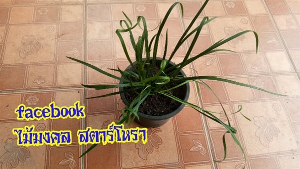 ว่านเศรษฐีขอดทรัพย์ | ไม้มงคล สตาร์โหรา - กระบุรี ระนอง