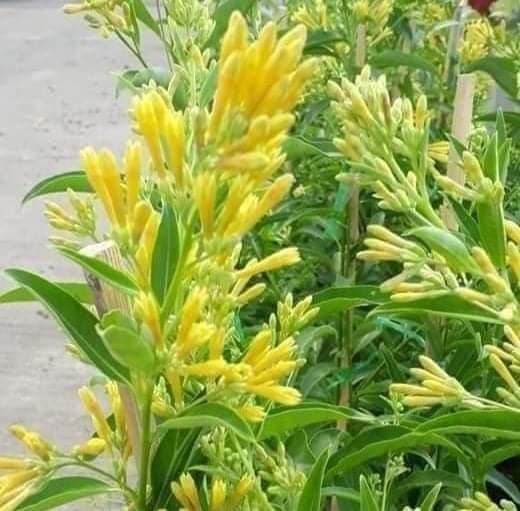 #ต้นราตรีสีเหลือง เป็นไม้ร่มรำไร เลี้ยงง่าย ดอกมีสีเหลือง 