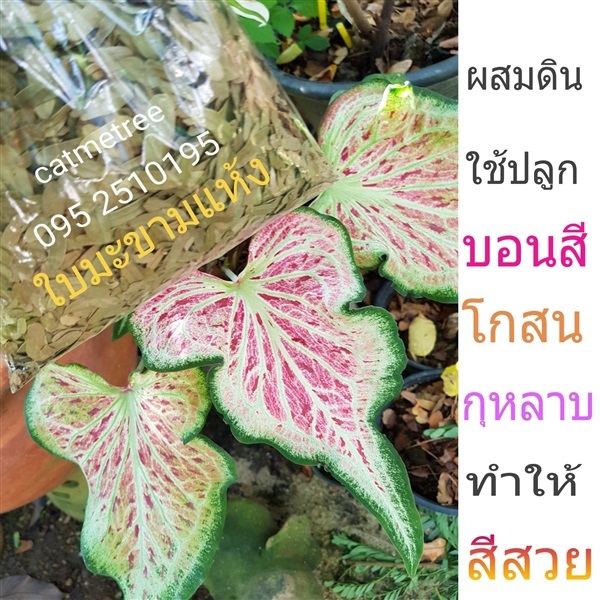 ใบมะขามแห้ง ไม่มีรา ใส่บอนสี โกสน กุหลาบ | catmetree - สะพานสูง กรุงเทพมหานคร