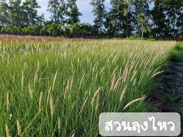 หญ้าน้ำพุ | สวนลุงไหว - องครักษ์ นครนายก