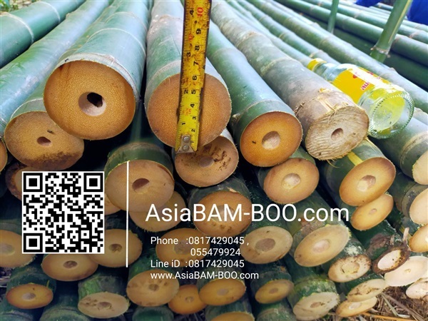ขายไม้ไผ่ | AsiaBAM-BOO - เมืองอุตรดิตถ์ อุตรดิตถ์
