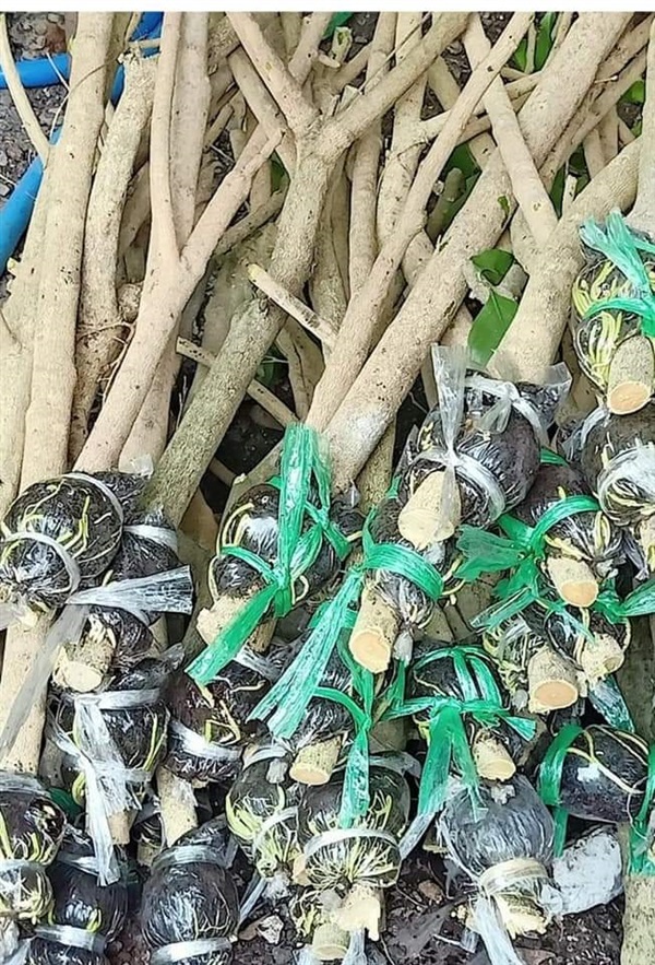 ผักหวานป่า | เมล็ดพันธุ์ดี เกษตรวิถีไทย - เมืองระยอง ระยอง