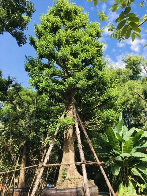 ต้นมั่งมี | สวนพี&เอ็มเจริญทรัพย์พันธ์ุไม้ - แก่งคอย สระบุรี