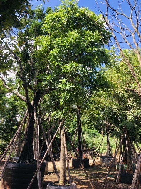 ต้นจิกน้ำ | สวนพี&เอ็มเจริญทรัพย์พันธ์ุไม้ - แก่งคอย สระบุรี