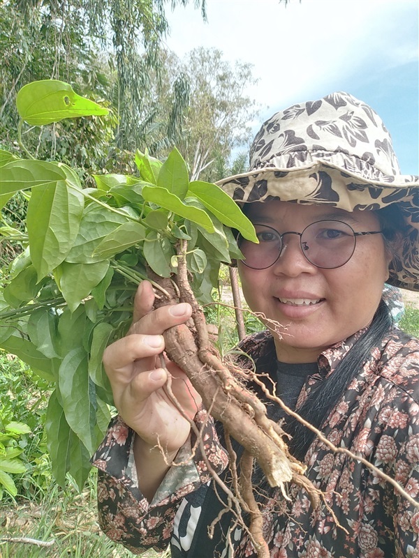 เหง้าย่านาง(ต้นถอน) | เมล็ดพันธุ์ดี เกษตรวิถีไทย - เมืองระยอง ระยอง