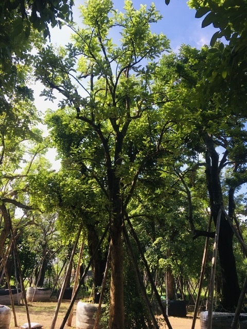 ต้นตะลุมพุก | สวนพี&เอ็มเจริญทรัพย์พันธ์ุไม้ - แก่งคอย สระบุรี