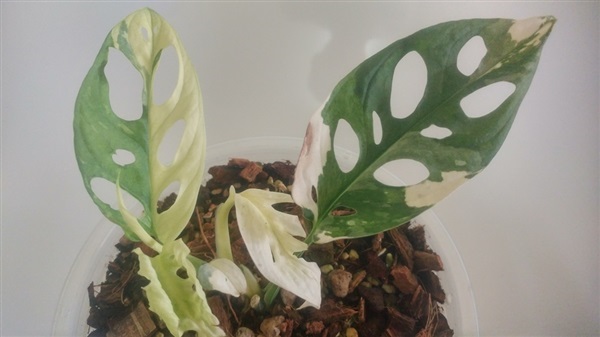 พลูฉลุด่าง Monstera adansonii variegated | ปลายนาการ์เด้น - เชียงดาว เชียงใหม่