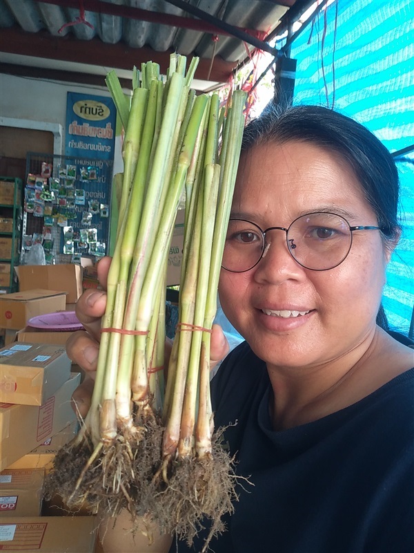 ต้นพันธุ์หญ้าหางกระรอก | เมล็ดพันธุ์ดี เกษตรวิถีไทย - เมืองระยอง ระยอง