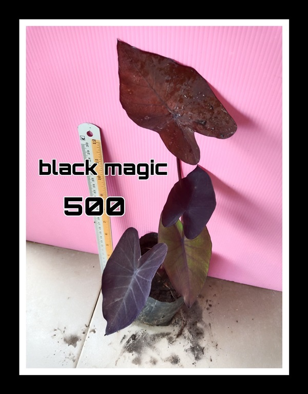ต้นบอนดำ Black Magic  | วรากรสมุนไพร - เมืองนครราชสีมา นครราชสีมา