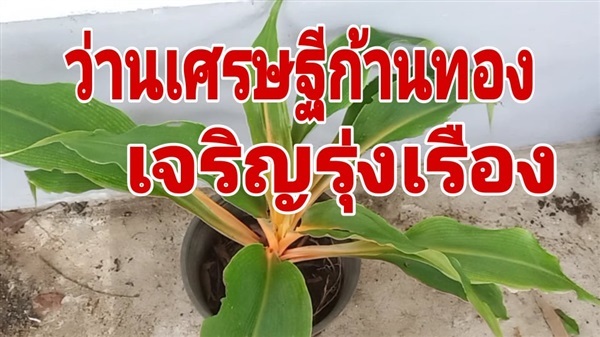 ว่านเศรษฐีก้านทองหรือเศรษฐีเรือนทอง | วรากรสมุนไพร - เมืองนครราชสีมา นครราชสีมา