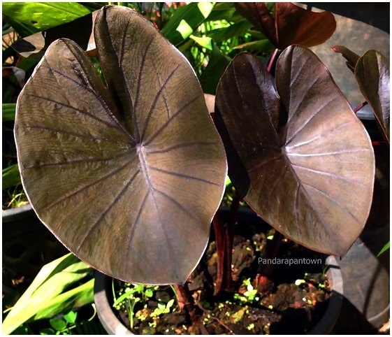 Colocasia Kona Coffee