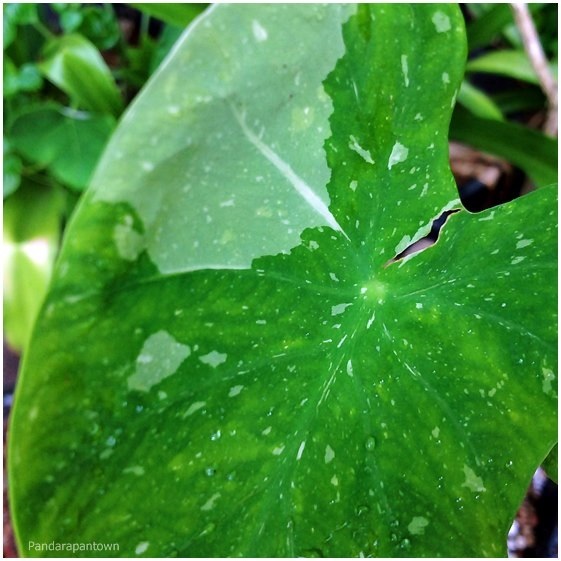 Colocasia Milky Way 