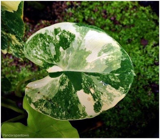 Colocasia yellow splash  